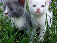 Два интересных, милых и весёлых котика ждут своих