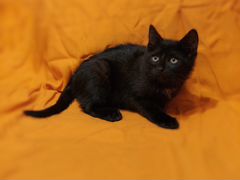 Чёрный котёнок в дар