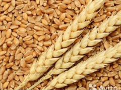 Зерно (пшеница)