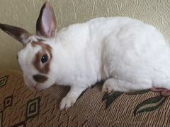 Кролик Рекс