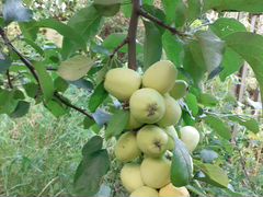Яблоки местные разных сортов на Северо-Западе