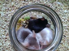 Мыши сатиновые сиамского и чёрного окрасов
