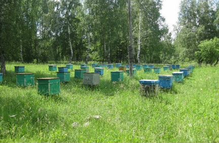 Пчелосемьи с запасом мёда