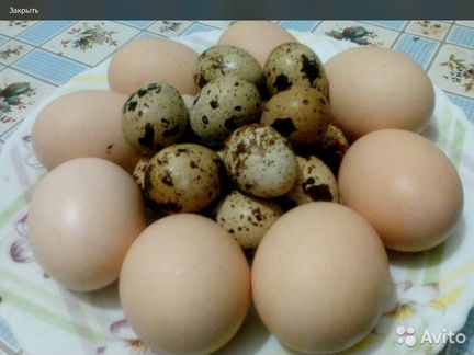 Яйцо инкубационное перепелиное - куриное