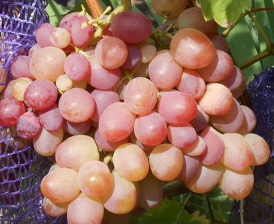 Саженцы винограда разного возраста