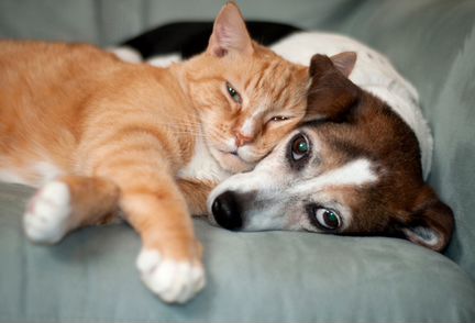 Домашняя передержка кошек и собак
