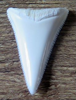 Зуб акулы L36,8мм