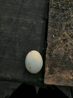 Яйца джерсийского гиганта