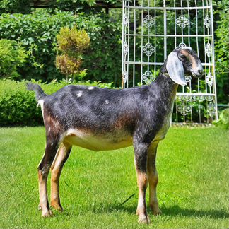 Англо-Нубийская коза