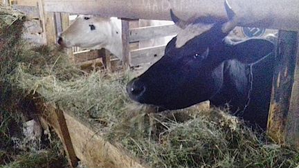 Продам коров голштинской породы