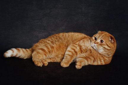 Шотландский вислоухий кот Вес 6 кг.150 грамм Рост