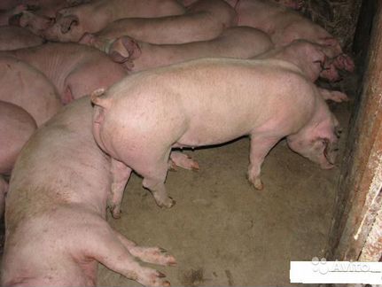 Свинина живым весом, беконной породы