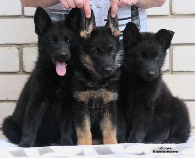 Черные и черно-рыжие щенки