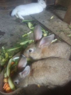 Кролики,2 месяца