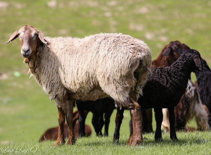 Продажа овец живым весом