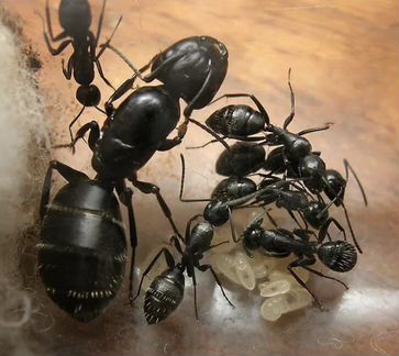 Camponotus Vagus