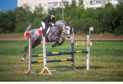 Спортивные лошади и пони любого уровня подготовки