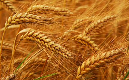 Солома и пшеница