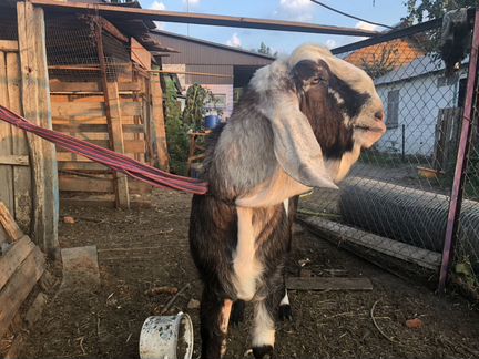 Вязка, Настоящий чистокровный 100нубийский козел