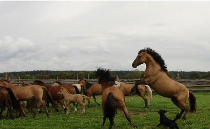 Лошади башкирской породы