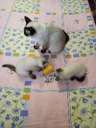 Котята от тайских родителей