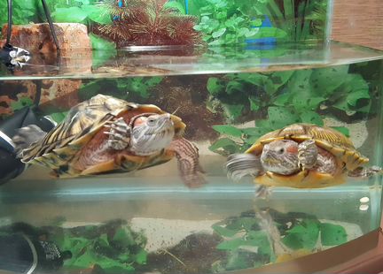 Продаются 2 красноухие черепахи с аквариумом