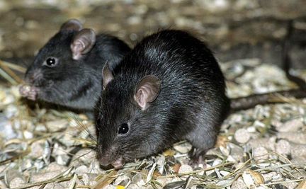 Крысы Дамбо Черные
