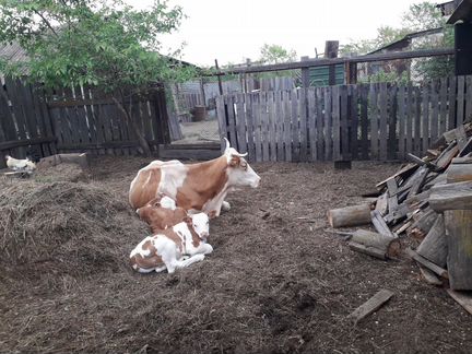 Корова с двойней - подсосные (бык телка)