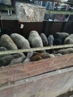 Продаю 10 овец