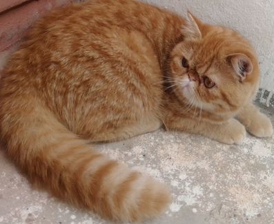 Экзотический плюшевый котик-Семушка