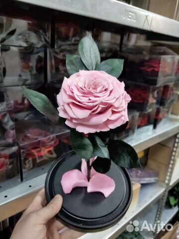 Роза в колбе