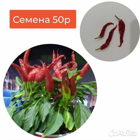 Семена декоративных перцев