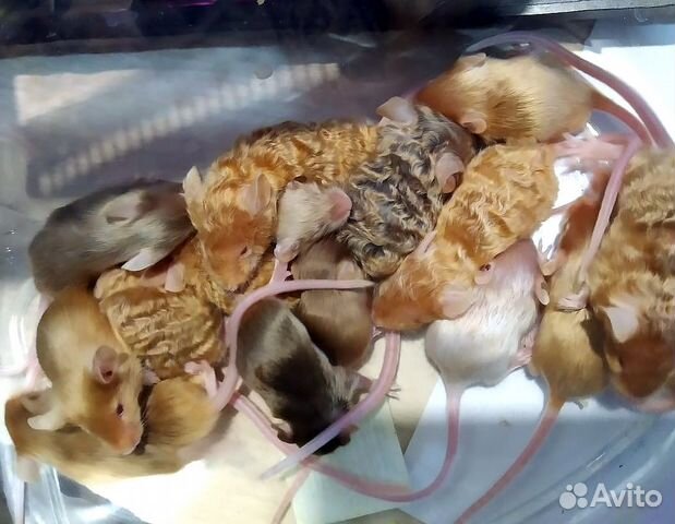 Мышата сатиновые рексовые