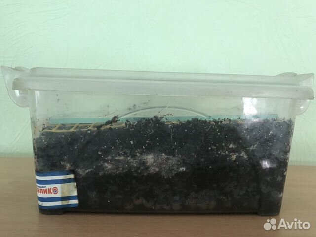 Купить Аквариум В Ростовской Области На Авито