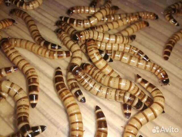 Зофобас (зофобус, зоофобас, зоофобус, зофобос)