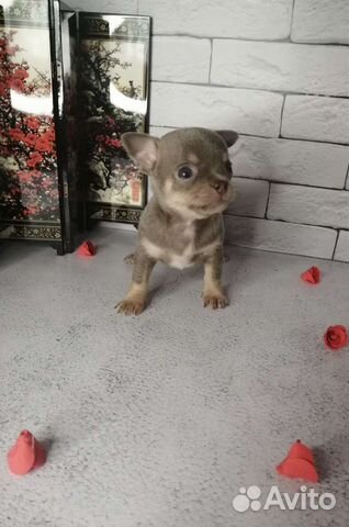 Щенки чихуахуа