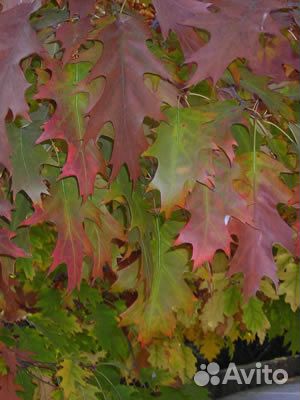 Саженцы Дуб красный(канадский)