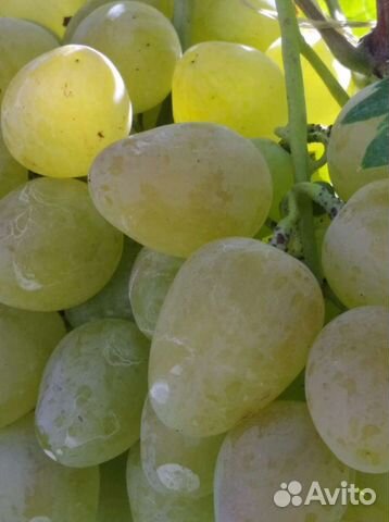 Виноград. монарх саженцы
