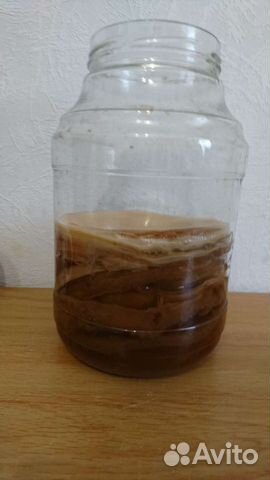 Чайный гриб