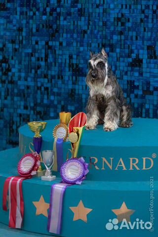 Цвергшнауцер для вязки