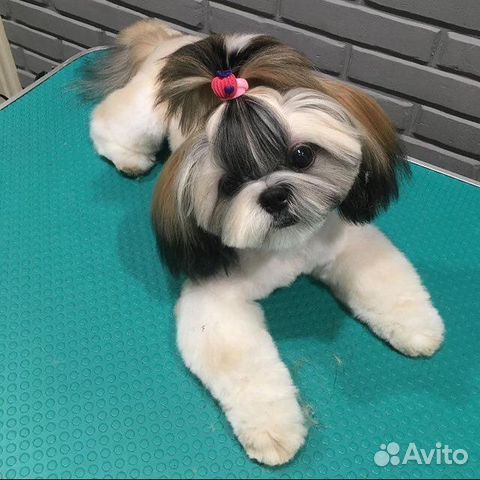 Стрижка домашних животных - кошек и собак