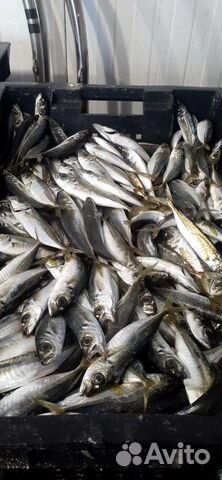 Рыба,Мидии,Устрицы