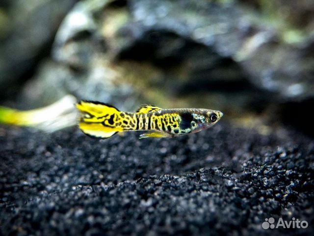 Гуппи Эндлера, Вабикуса, аквариумные растения