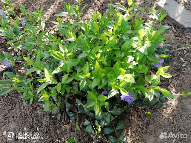 Почвопокровные растения