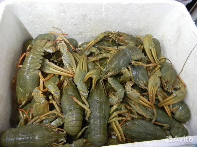 Живые раки оптом и в розницу