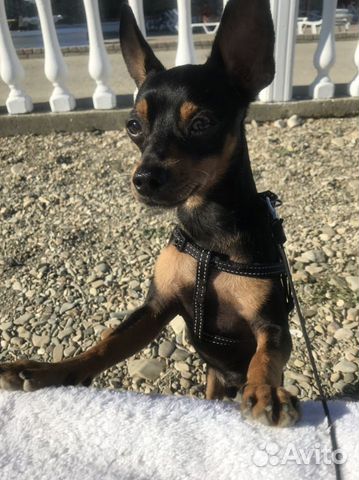 Русский той-терьер вязка