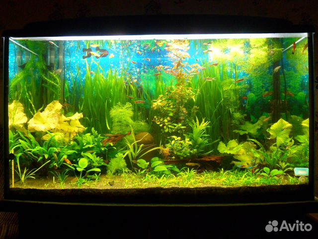 Продаю аквариумные растения, рыбки и прочее купить на Зозу.ру - фотография № 1