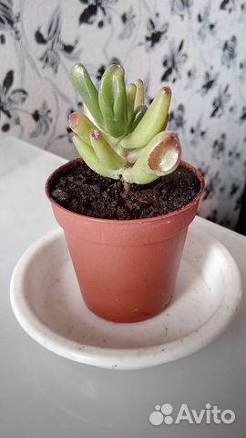 Денежное дерево.Толстянка овальная 