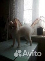 Стрижка собак и кошек Стрижка собак и кошек