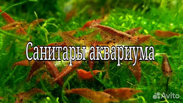 Креветки Черри купить на Зозу.ру - фотография № 2